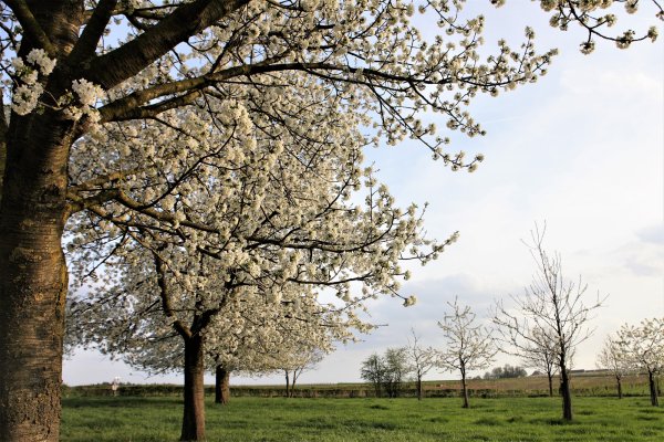Bloesembomen-in-bloei-Landgoed-Moerslag-St-Geertruid-Maastricht-Zuid-Limburg
